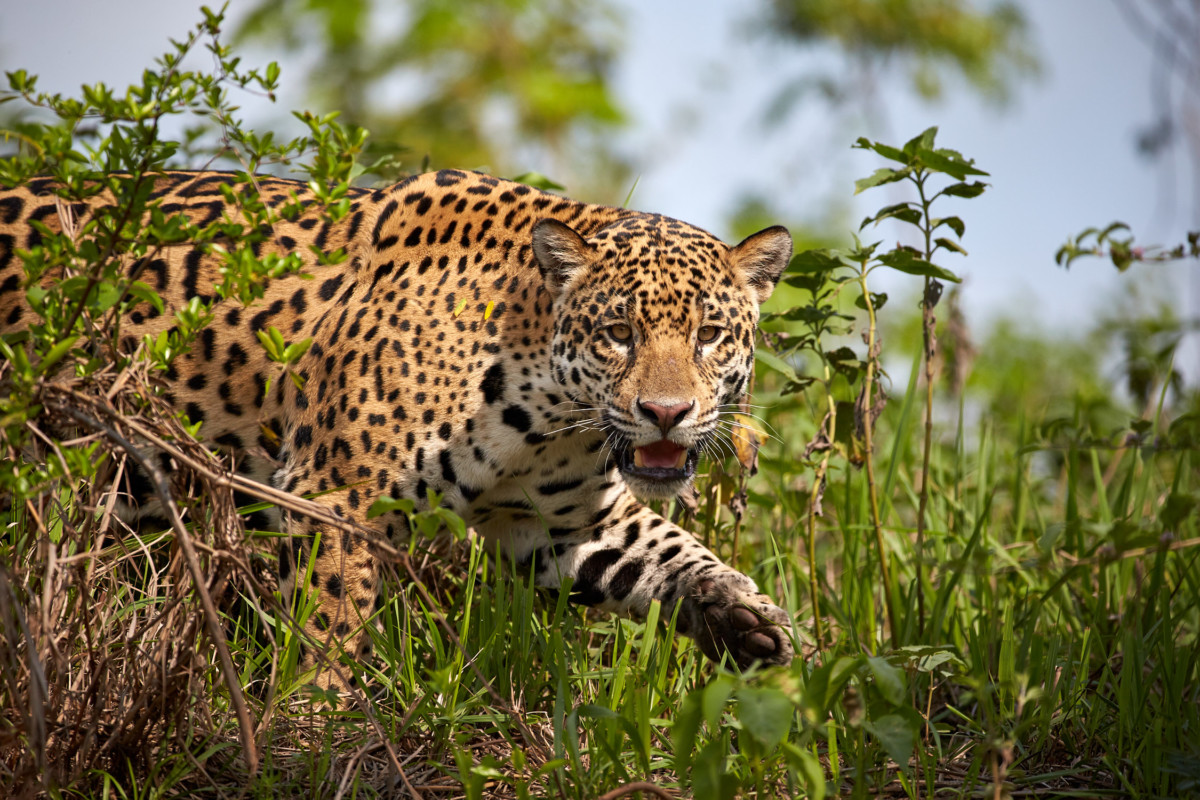 Jaguar - Pantanal - Claude Peffer jaguars near river banks